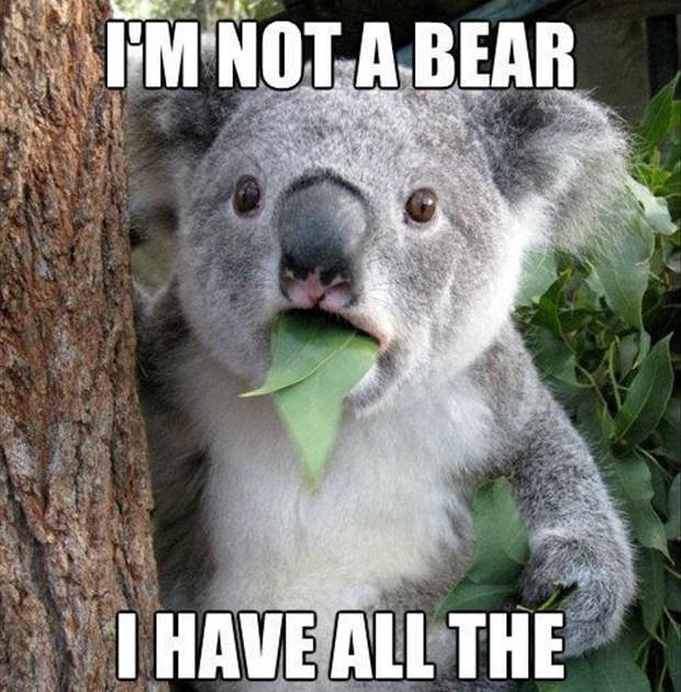 Funny Friday Koala Bear Life Palette