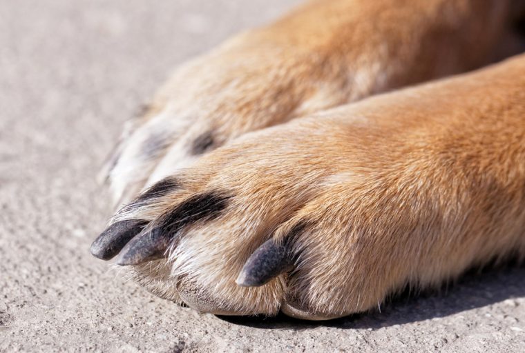 Dog paw problems ingrown nails Life Palette